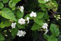 Jasmin sambac - Jasminum sambac - Parfume le thé le riz et autres